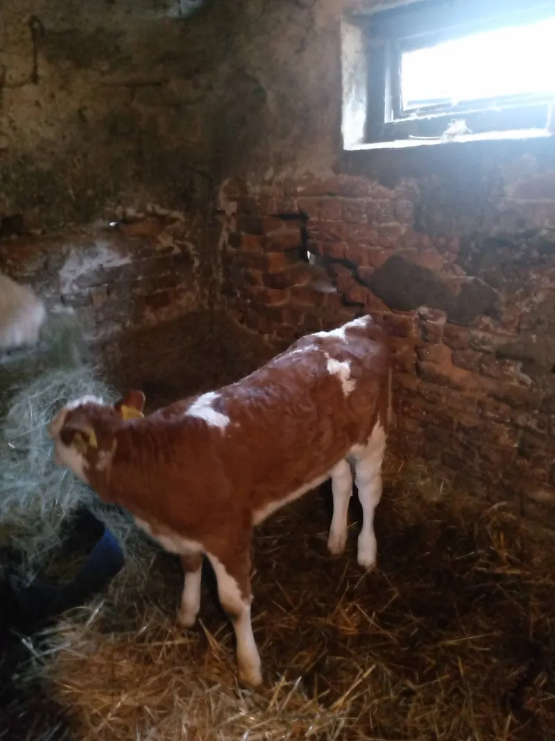 zensko tele na prodaju