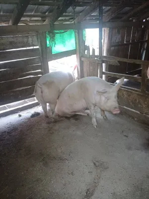 Svinje na prodaju - thumbnail 2