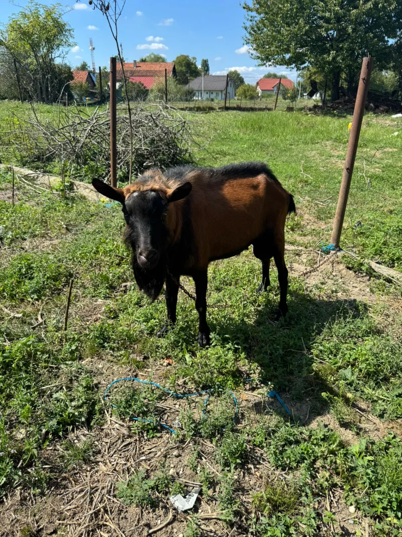 Oglas iz usluge Prodaje se čistokrvni Alpino jarac