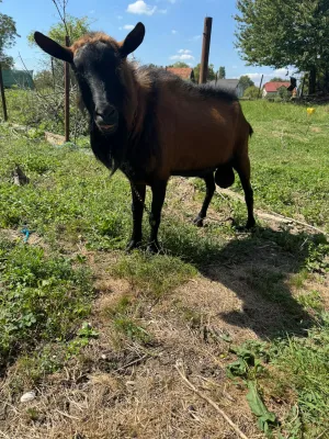 Oglas iz usluge Prodaje se čistokrvni Alpino jarac - thumbnail 2