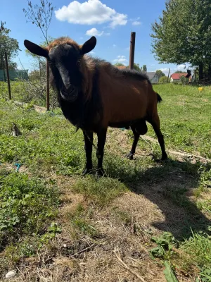 Oglas iz usluge Prodaje se čistokrvni Alpino jarac - thumbnail 6