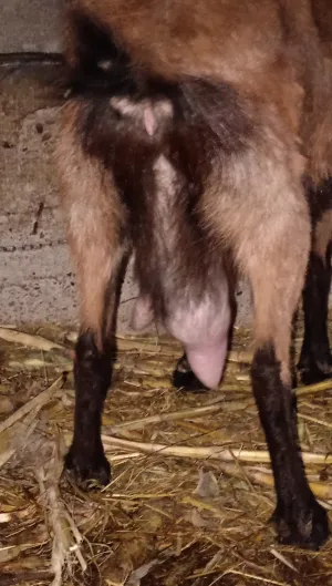 Tamara Pastor - thumbnail 1