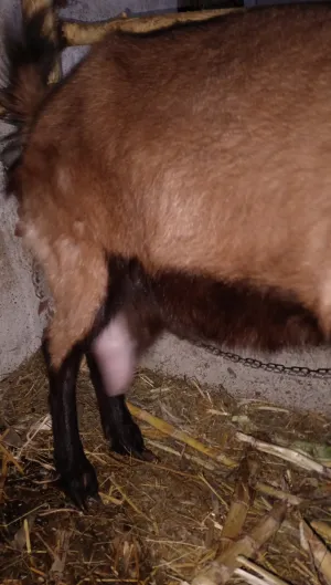 Tamara Pastor - thumbnail 2