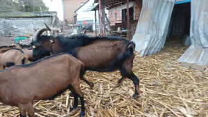 Jarčevi - thumbnail 2