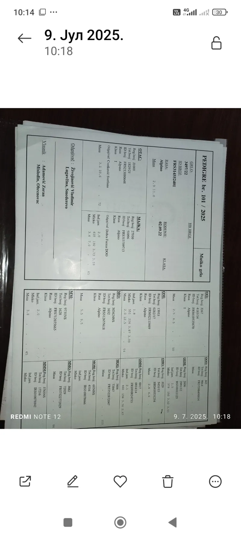 Umaticen jarac alpina,