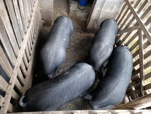 Mladi Moravci tovljenici u klasi - thumbnail 1