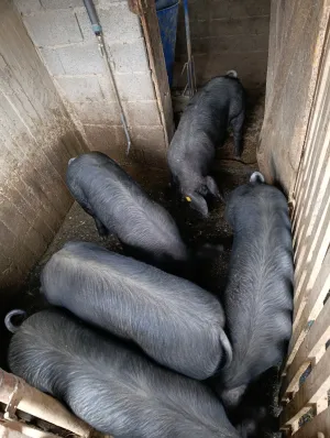 Mladi Moravci tovljenici u klasi - thumbnail 2