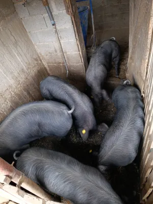 Mladi Moravci tovljenici u klasi - thumbnail 3