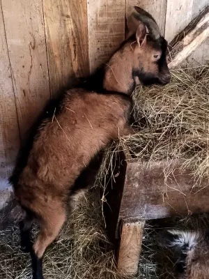 Muški jarići - thumbnail 1