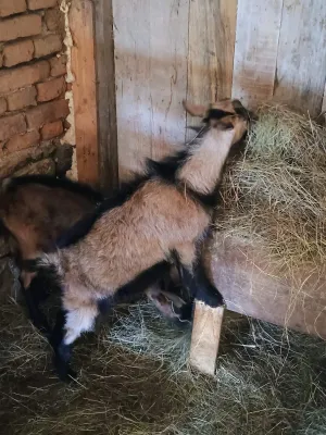 Muški jarići - thumbnail 2