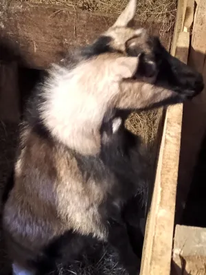 Muški jarići - thumbnail 3