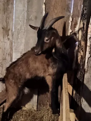 Muški jarići - thumbnail 4