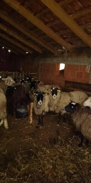 Umatičene ovce - thumbnail 1