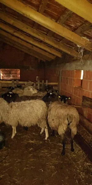 Umatičene ovce - thumbnail 2