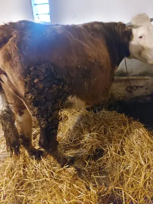 Krava stelna - thumbnail 1