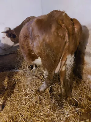 Krava stelna - thumbnail 2