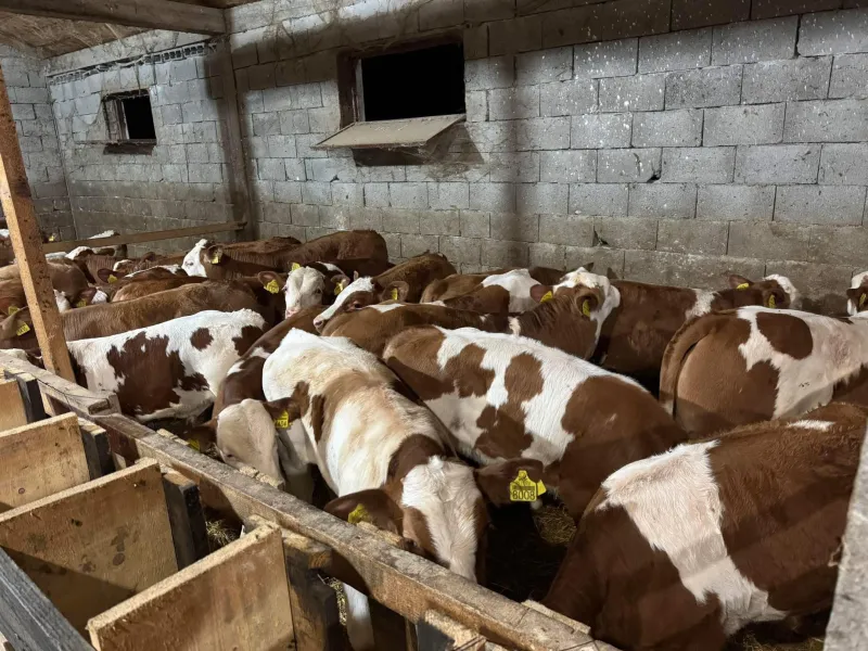 Muška telad Simental