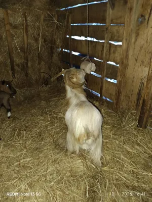 Jarac 2 godine - thumbnail 2