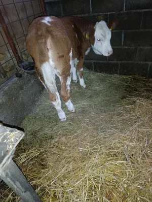 Žensko tele - thumbnail 2