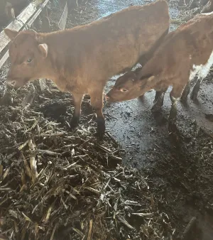 Muška telad na prodaju - thumbnail 1