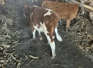 Muška telad na prodaju - thumbnail 2