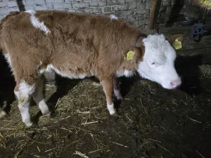 Žensko tele prodaja - thumbnail 1