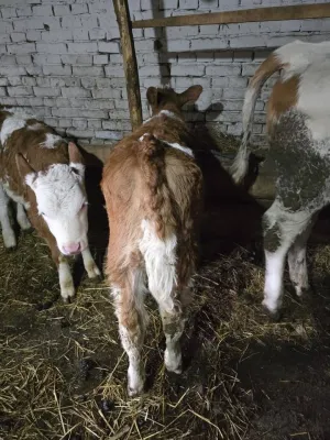 Žensko tele prodaja - thumbnail 2