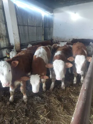 Na prodaju muška junad 9 komada - thumbnail 1