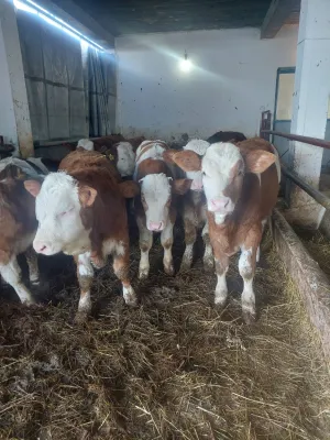 Na prodaju muška junad 9 komada - thumbnail 2