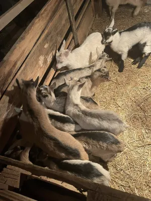 Jarići - thumbnail 1