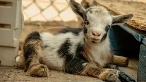 Jarići - thumbnail 2