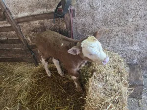 Muško tele - thumbnail 1