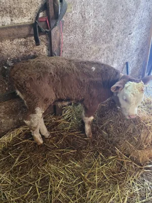 Muško tele - thumbnail 2