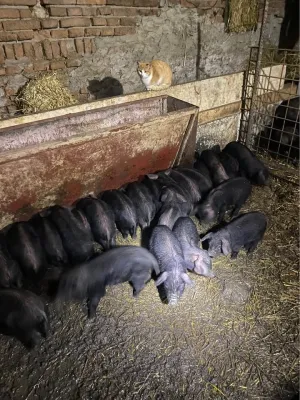 Prasad moravke - thumbnail 1