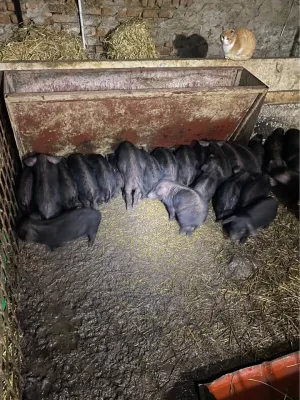 Prasad moravke - thumbnail 2