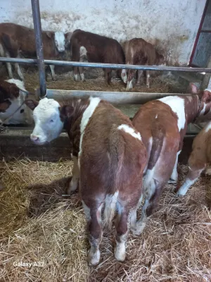 muska telad - thumbnail 1