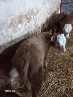 muska telad - thumbnail 2