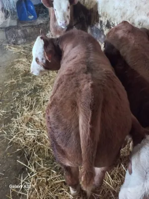 muska telad - thumbnail 3