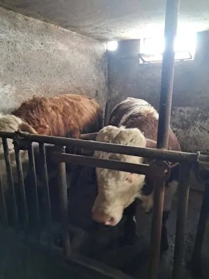 bikovi simentalci - thumbnail 1