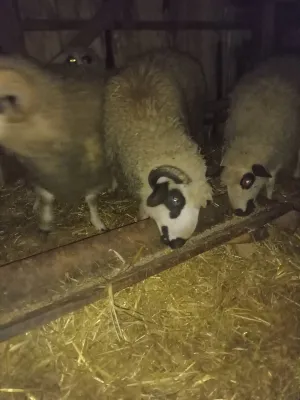 Sjenicki siljegani - thumbnail 2