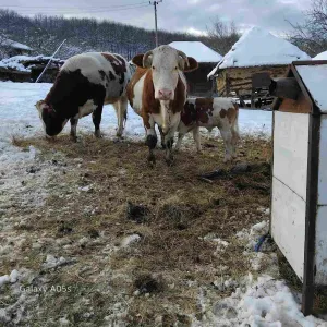 4 krave i tele - thumbnail 1