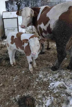 4 krave i tele - thumbnail 2