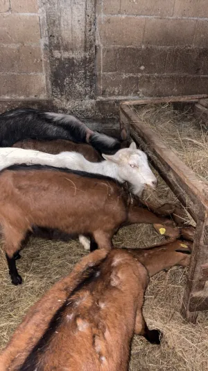 Koze na prodaju - thumbnail 2