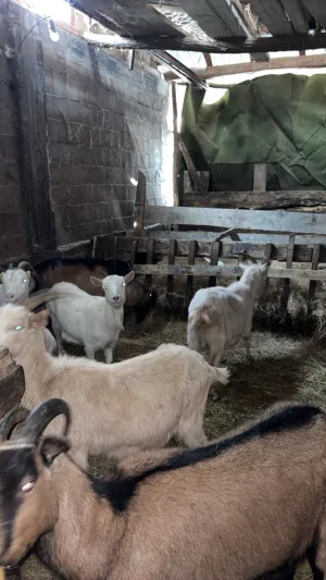 Koze na prodaju - thumbnail 3