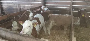 Muška telad 17 kom - thumbnail 1