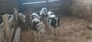 Muška telad 17 kom - thumbnail 2