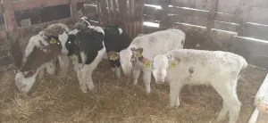 Muška telad 17 kom - thumbnail 3