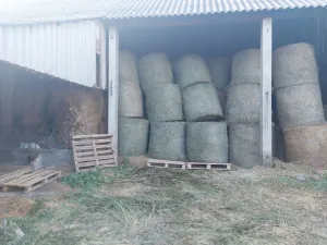 Balirana detelina - thumbnail 1