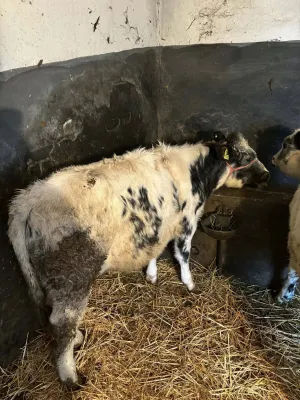 Ženske junice - thumbnail 1