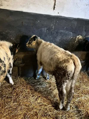 Ženske junice - thumbnail 2